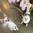 쿠키네 제과점 이미지