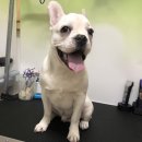 복골온천 애견스파 이미지