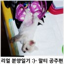 블리독수원점 고양이강아지분양 미니비숑프리제말티푸포메입양 이미지