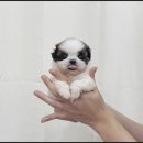 도그메리트 강아지 이미지