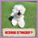 도그유토피아 이미지