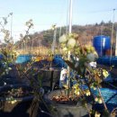 토우 농장 이미지