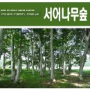 행정교 - 화성시 만세구 | 영화 춘향뎐 촬영지 남원 서어나무숲, 영화 춘향뎐 촬영지
