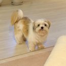 재롱이네 이미지