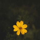 효과적인 스트레스 관리법 | 평온을 되찾는 스트레스 관리: 현대인의 필수 능력, 효과적인 스트레스 관리법