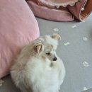 베콩스 이미지