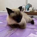 살롱드쉬 | [살롱드쉬] 수원 속눈썹 연장 잘하는집! 왁싱, 피부관리 뷰티샵