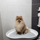 강아지 클렌징스파 펫 트리트먼트 큐어바이케어 사용 후기🫧