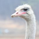 공룡타조랜드 이미지