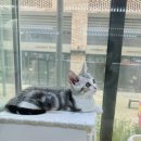 캣초딩 고양이분양 김포구래점 이미지