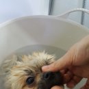 퍼피인더바스 이미지