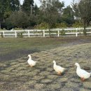 길갈농장 | 제주 동쪽 여행ㅣ제주 가볼만한곳ㅣ목장 카페 길갈팜랜드ㅣ입장료 할인 주차