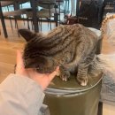 농다리캠핑장 | 충북 진천 농다리 캠핑장 고양이가 있는 조용한 감성 오토 캠핑 추천