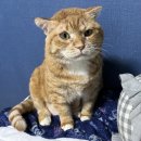 춘향이치킨 | 날씨좋다~ 패싸움하러가자