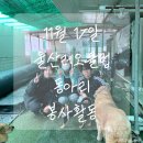 [단체봉사후기] 울산대학교 중앙동아리 울산레오클럽 유기견보호소 봉사활동