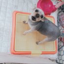 모모미용