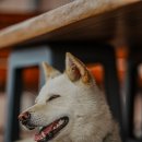 행복하 개 이미지