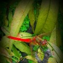 칸나(Canna)