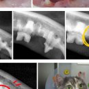 판교 P&P 동물병원 이미지