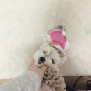 우돈오리 이미지