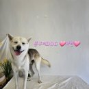 몽구리DOG 이미지