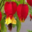 희망의아침 이미지