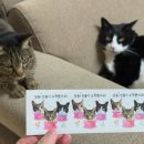 스티커 제작 답례용 고양이 강아지 굿즈 디자인 키위 후기