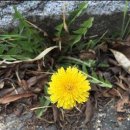 자동차생활 이미지