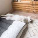 숙희네 개집 | 오산 동탄 강아지 유치원 후기(2년차 유치원 댕댕이)