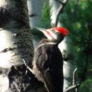 ■ Magellanic woodpecker 이미지