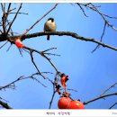 까치밥 이미지