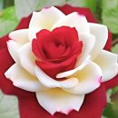 Guns N' Roses - You Could Be Mine 외 2 이미지