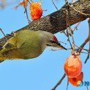 딱따구리 이미지