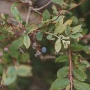 동경신촌 이미지