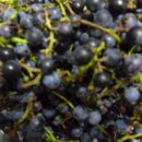 머루랑다래랑 이미지