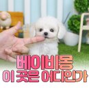 대성특수견 | 베이비몽 이곳은 어디인가