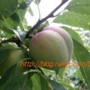 복희 농장 이미지