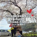 은석초등학교 | 🌸 천안위례벚꽃축제 후기｜4월 지금이 딱! 이번주까지 만개 상태 (2026.04.12 방문후기)