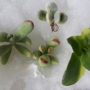 별당 이미지
