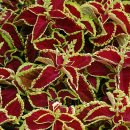 콜레우스( Coleus boumei Benth.'Fringed') 이미지