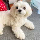 라라동물의료원 | [강아지 치과치료] 11살 강아지 잇몸성형, 강아지 레진 후기