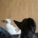 뚱이농장 이미지