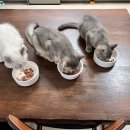 고양이분양 반하나캣 이미지