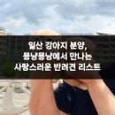 몽냥몽냥 강아지분양 일산점 | 일산 강아지 분양, 몽냥몽냥에서 만나는 사랑스러운 반려견 리스트