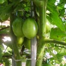 몽키바나나 이미지