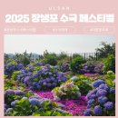 2025 울산 장생포수국축제 주차 및 이용 후기