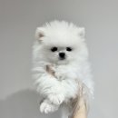 내품안의반려견 노원점 | 노원강아지분양 평생 가족들 만나는 일인만큼 신중하게 결정해야 하니까 내품안의반려견 노원점