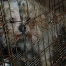 문화애견 이미지