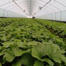 신기리농장 이미지