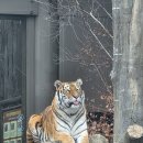 야니랜드 | 사람이 점점 많아지고 있는 에버랜드(오전) -1(250215)
